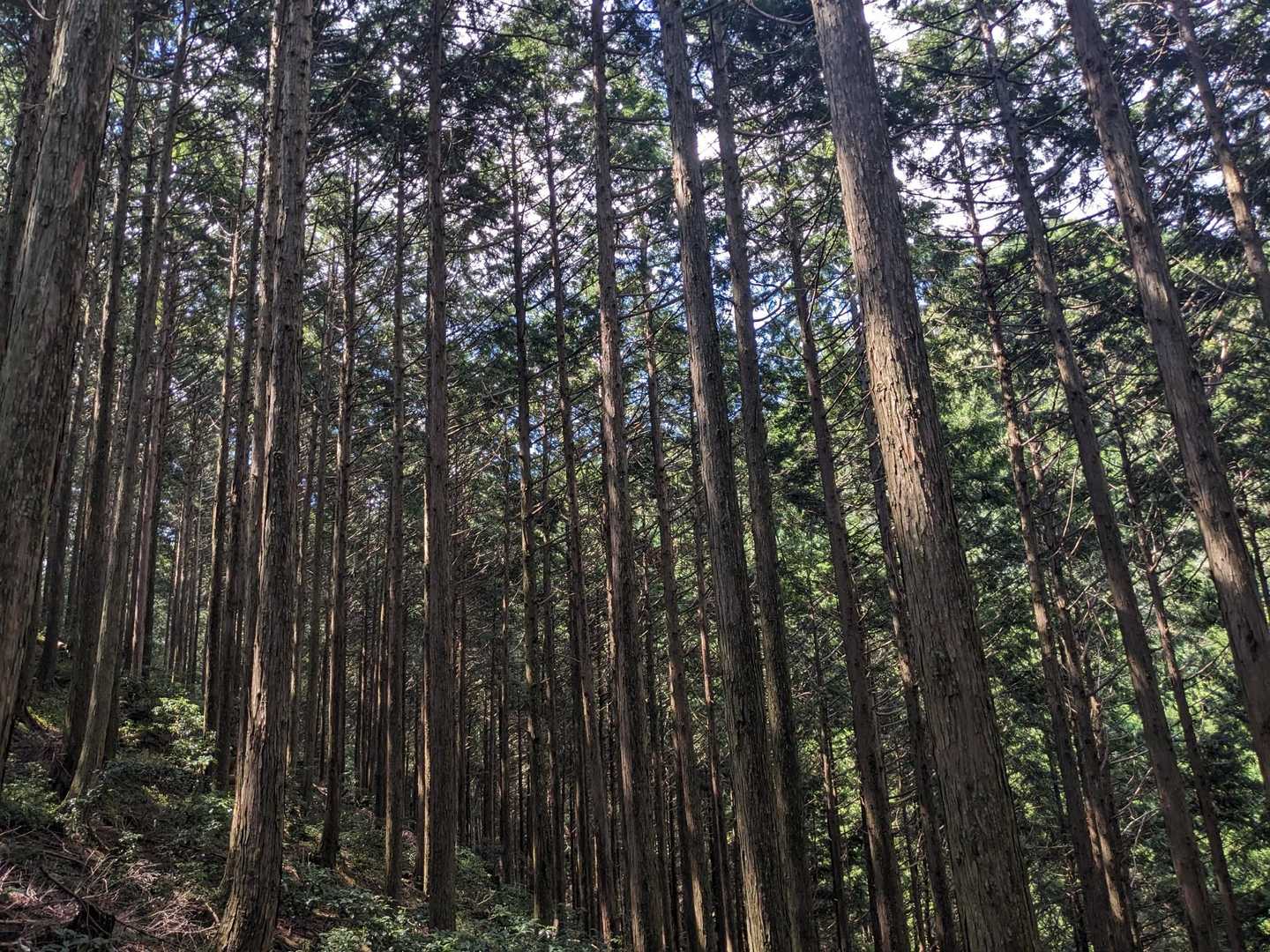 予定では空木岳へ行きたかったのですが