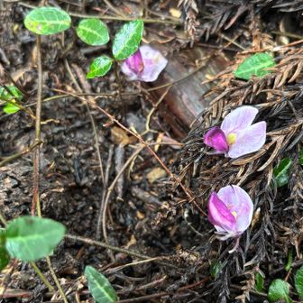藤の花かな？
足元がずっと紫で可愛かった！🪻