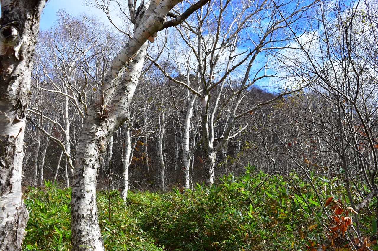 山頂が見えてきました