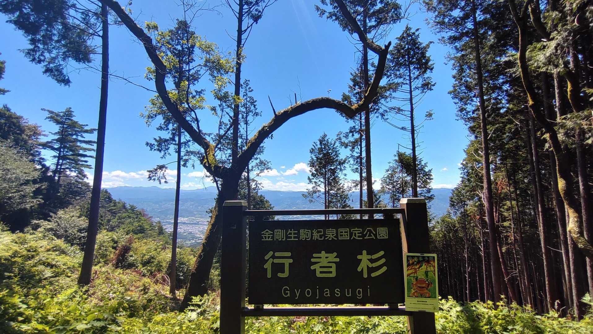 行者杉