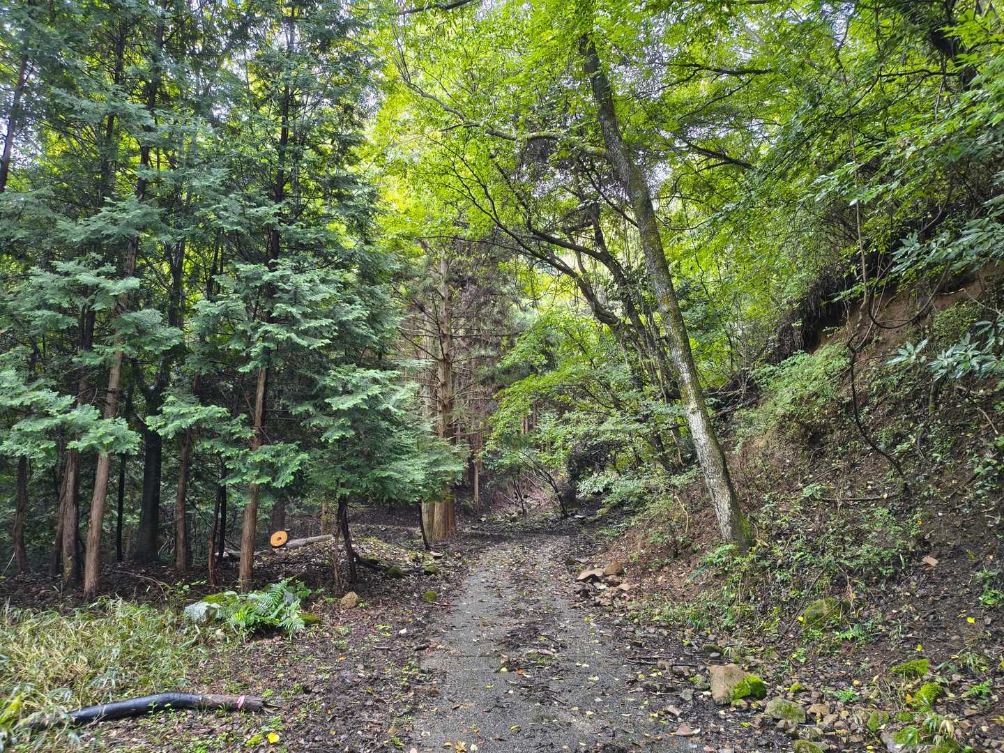 この辺りから森の中へ🌲