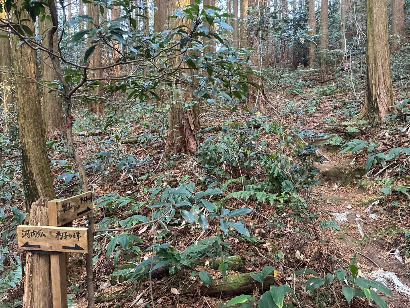 奥山経由で😗