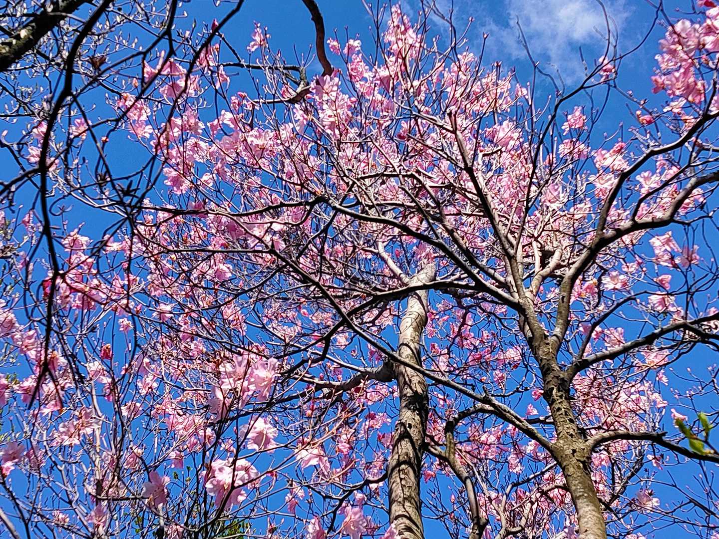 あけぼのツツジ🌸🌸🌸
