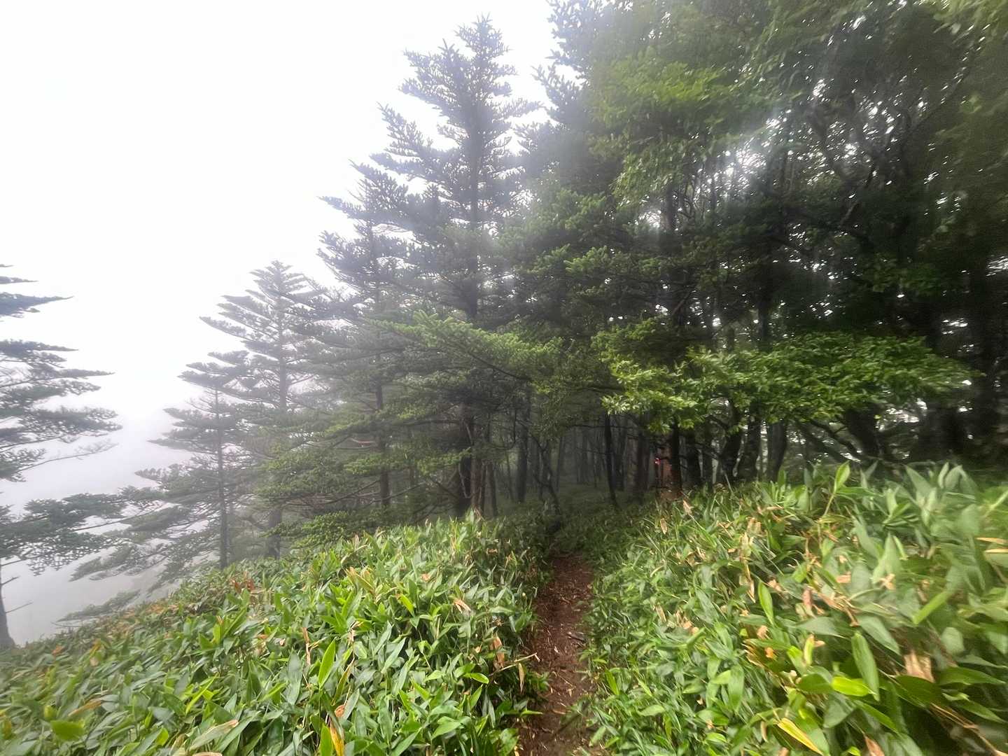 ちち山の別れへのルート雰囲気めっちゃ好き😉