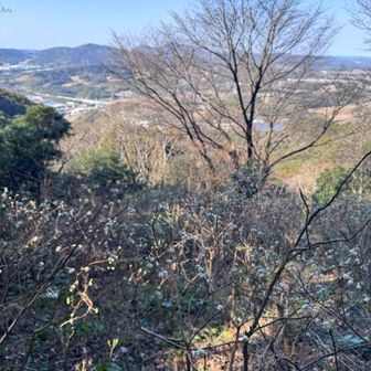 ミツマタの開花が楽しみな山