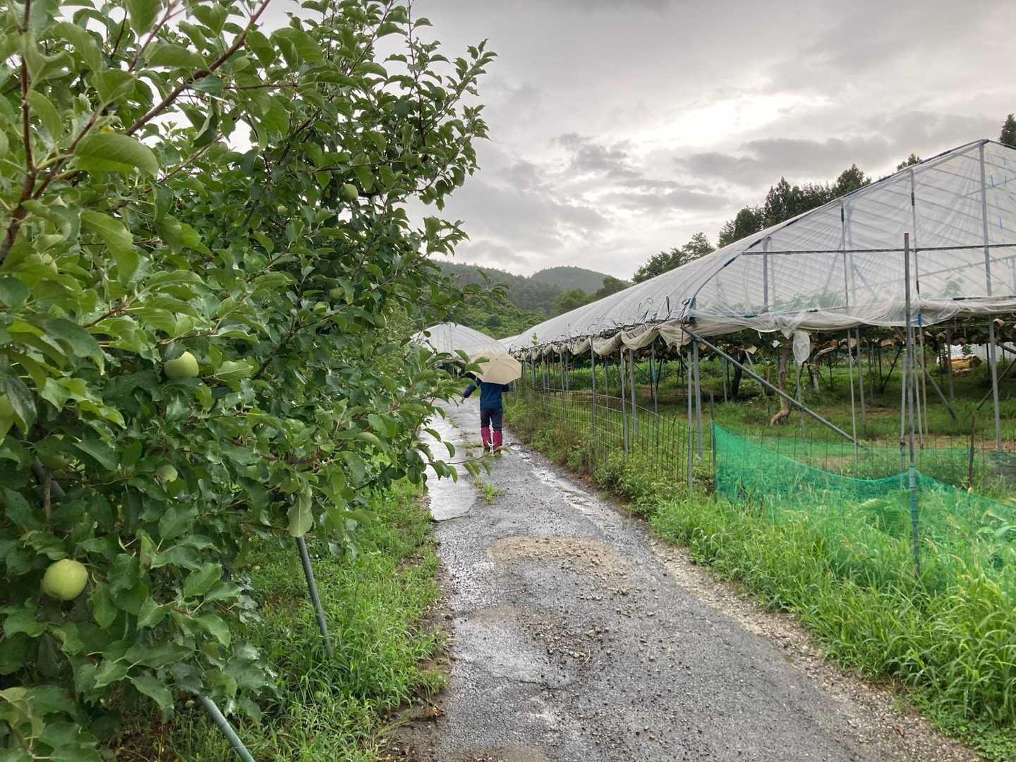 果樹園沿いの道を山に向かって歩く🚶‍♀️🚶‍♀️
左は🍎、右のハウスはシャインマスカット🍇