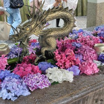 去年とは雰囲気が違う紫陽花たち😍