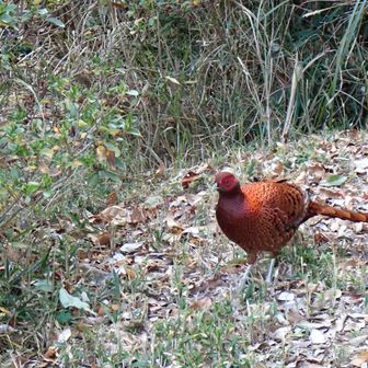 山頂ではヤマドリも一息ついている
登山口のカウンターは223人を示していました。
「今日は何回山頂に来たのかもう分からん。頼むけん長めに休んでくれんやろか」