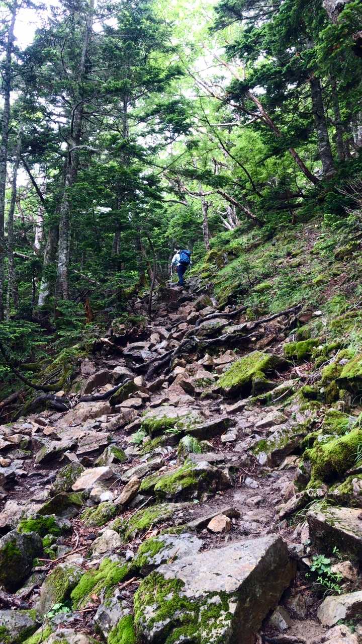 北沢峠-小仙丈ヶ岳 往復コースの写真
