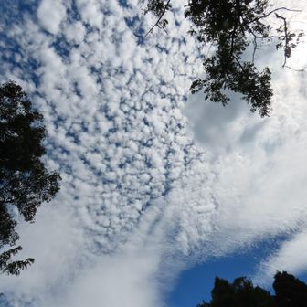 下山時のうろこ雲
秋の雲ですね🌤️