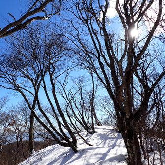 シャクシコバの頭1121mに到着・・本日の四座目✊😙（P3:09　下山）