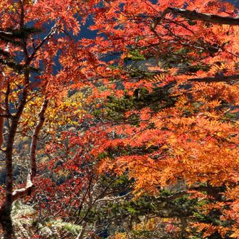 時折、真っ赤色付く葉も🍁