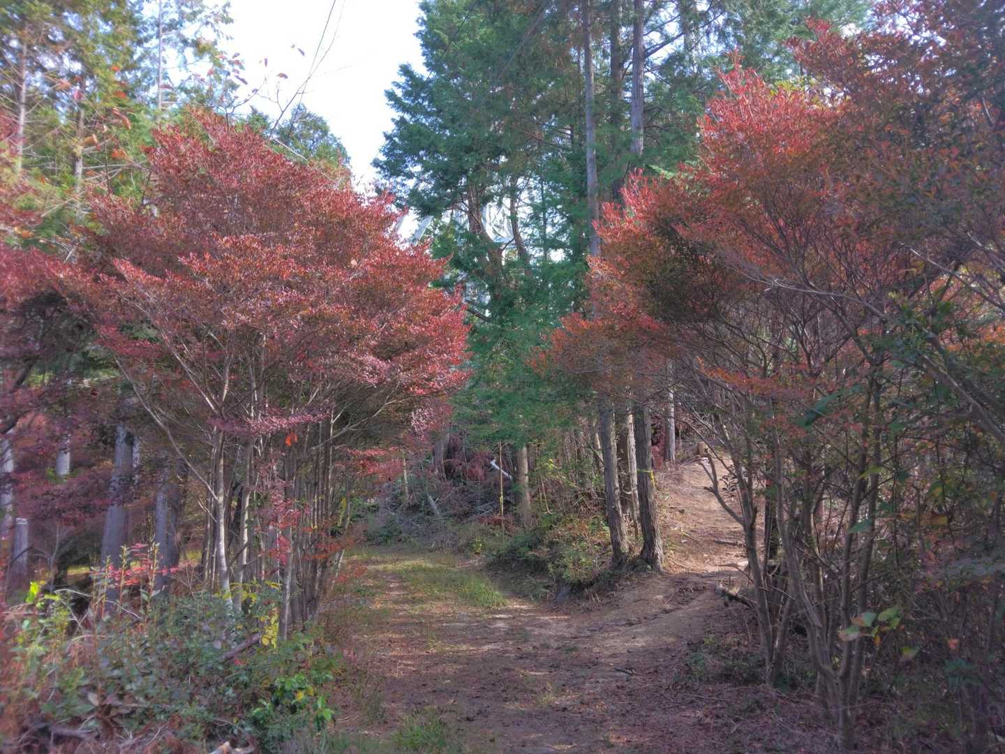 紅葉のドウダンツツジロード🍁🍂