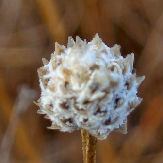拡大してみたら…こんな小さいのに しっかりと表情あり。