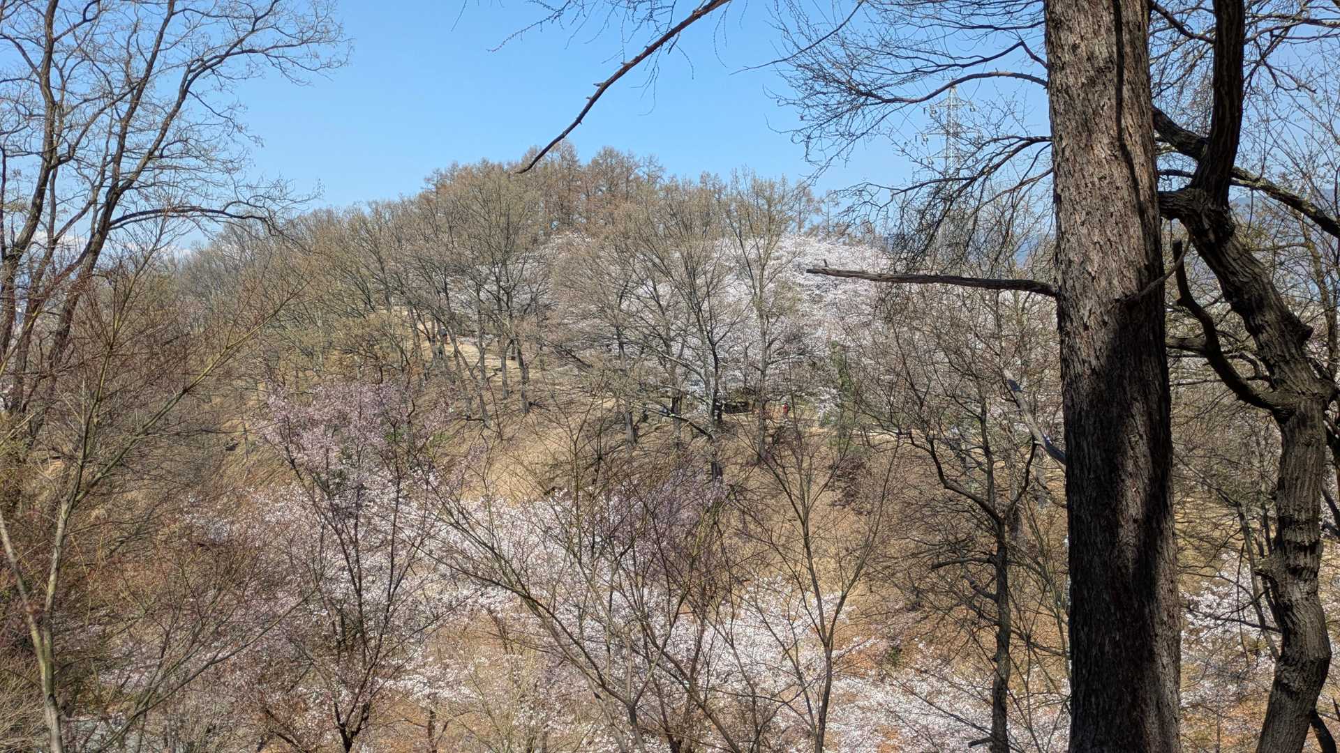 弘法山に着いた