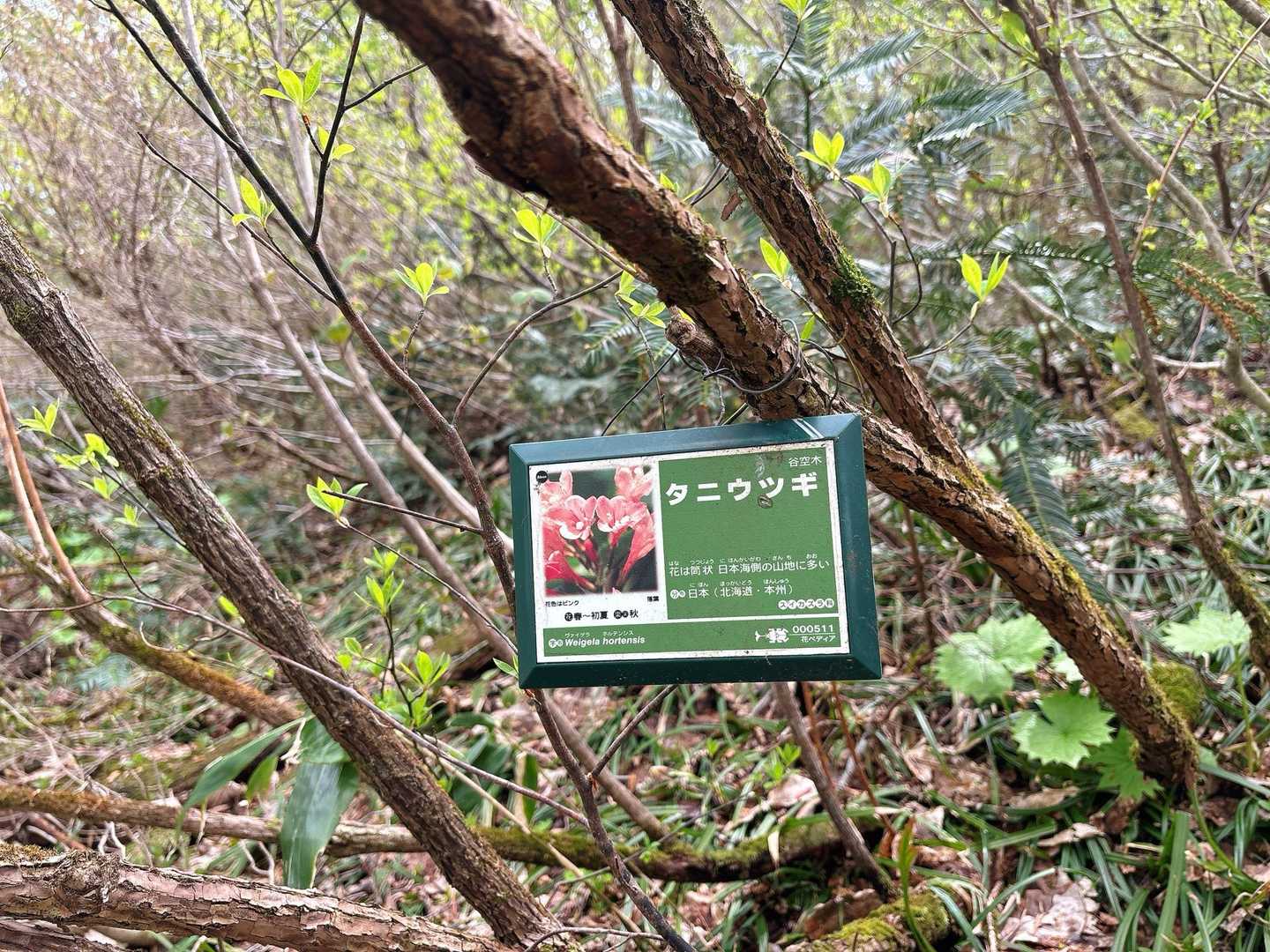 【タニウツギ】
日本海側の山地に多いらしい👀