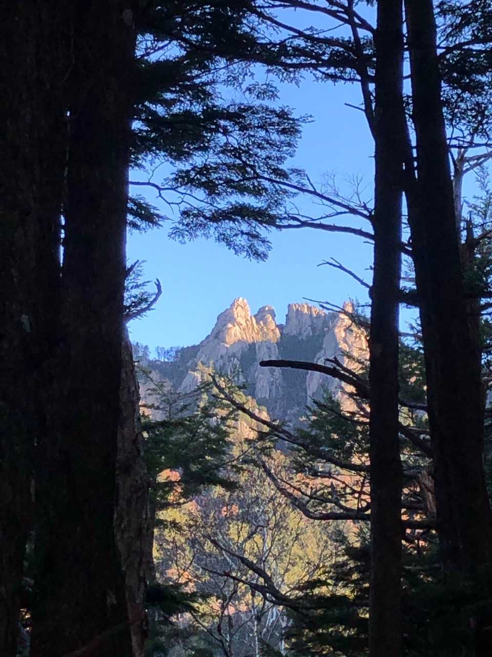 木々の間から瑞牆山⛰