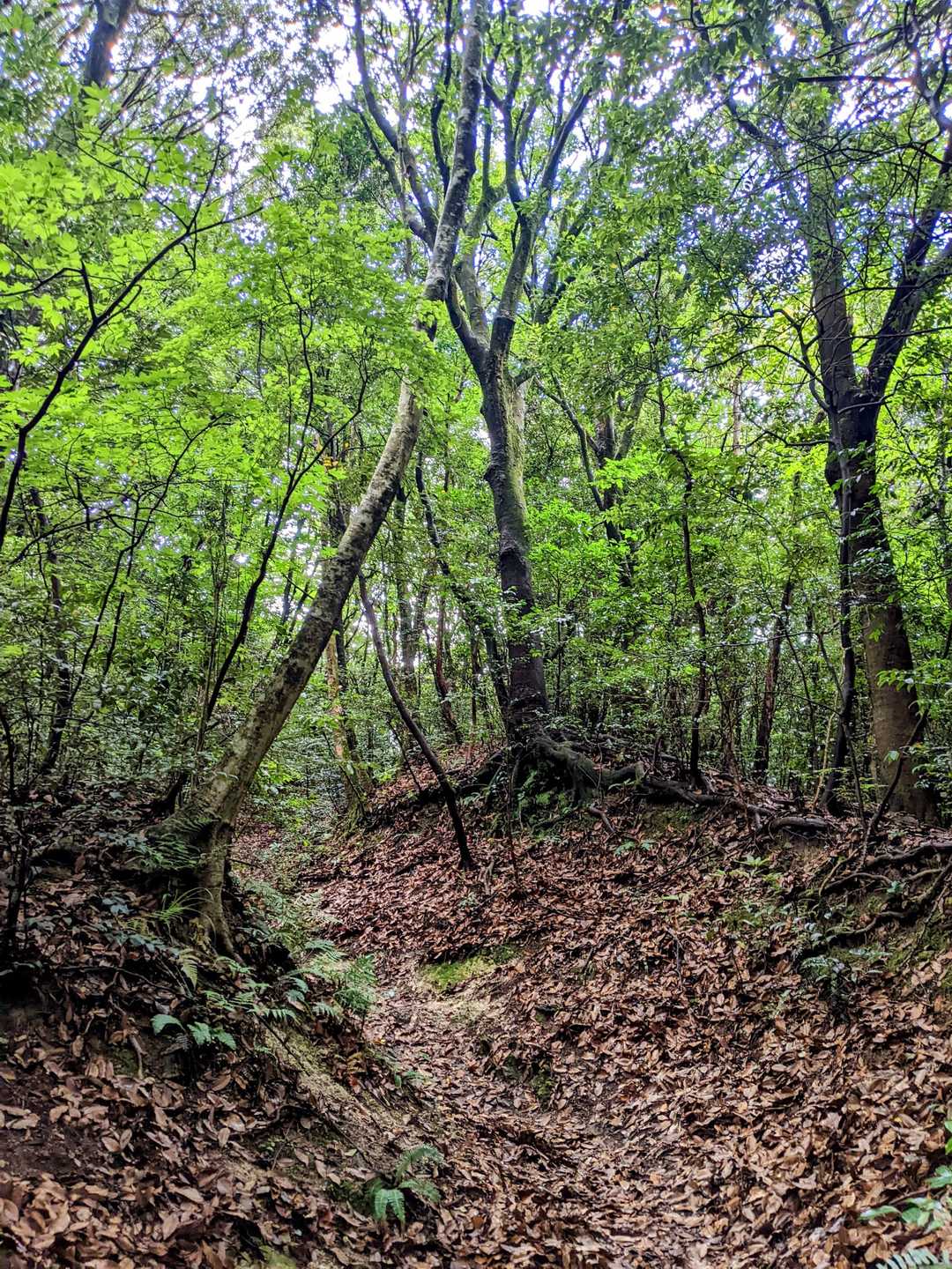 雨降り後の山道は滑るので注意です💥