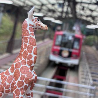 キリンさん
『怖いから　ケーブルカーで　行こうょ⁉️
お願い🙋‍♀️』

ふなっしー君
『しょうが無いなあ！
片道700円だから　登りだけだぞ😩
往復↔️だと　その後のカラオケ代　無くなっ
ちゃうから　さ　
登りだけ　だぞ🤷‍♀️』

みんな
『わあい🙆‍♀️
ﾙﾝﾙﾝ♩ﾙﾝﾙﾝ♩ﾙﾝﾙﾝ♩』
