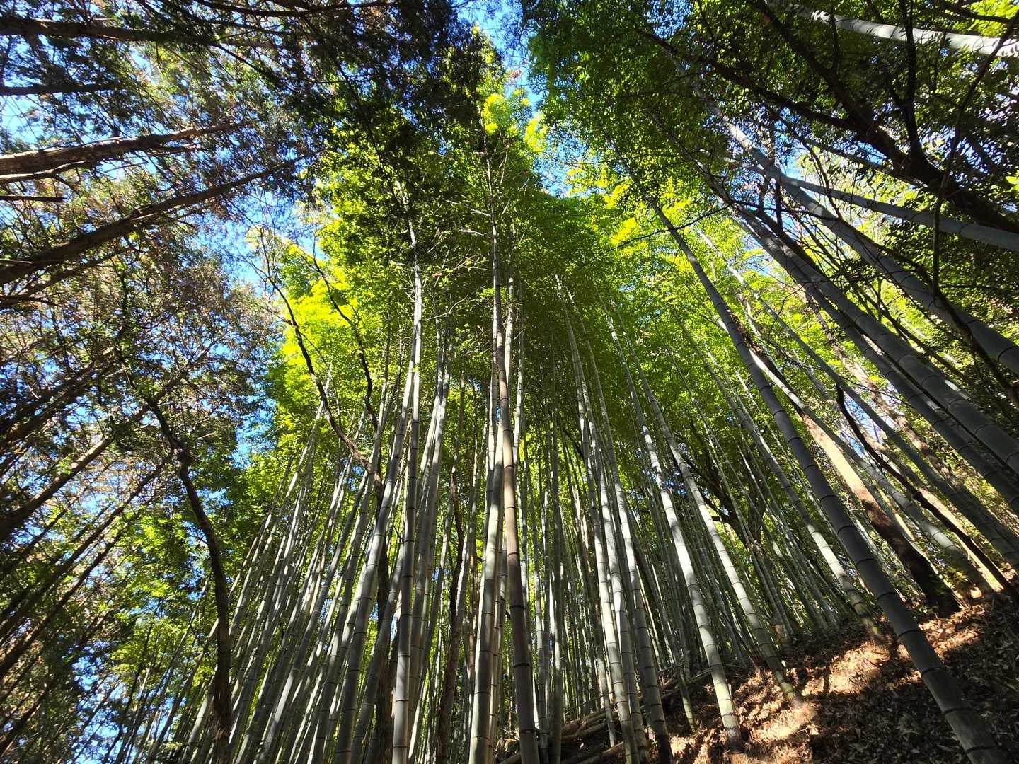 熊野神社-村積山 縦走コースの写真