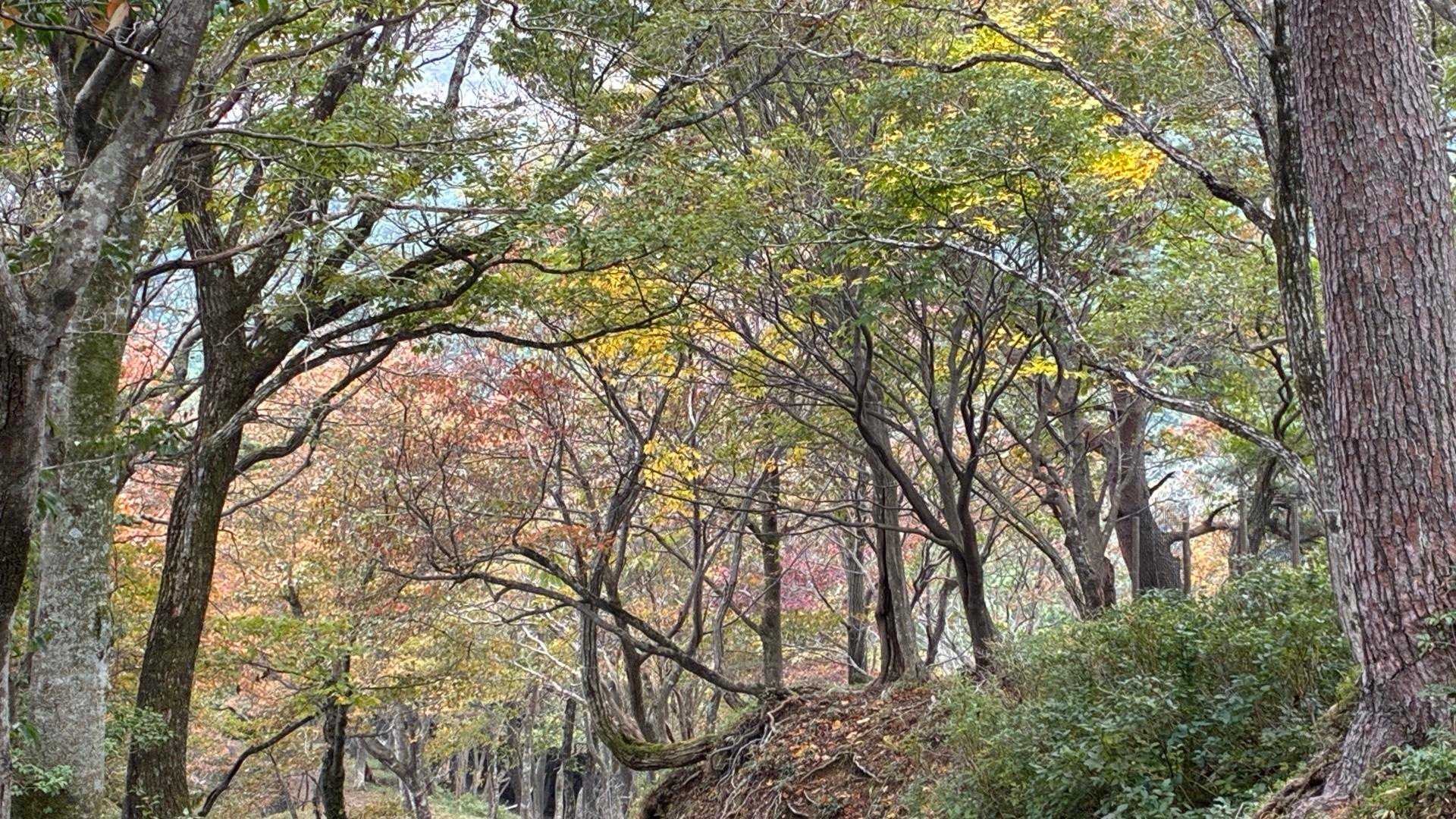 池田山 往復コースの写真