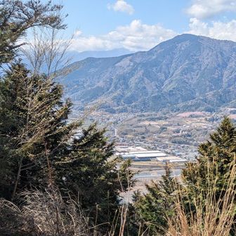 ほわほわ桜色が見えてる🌸

