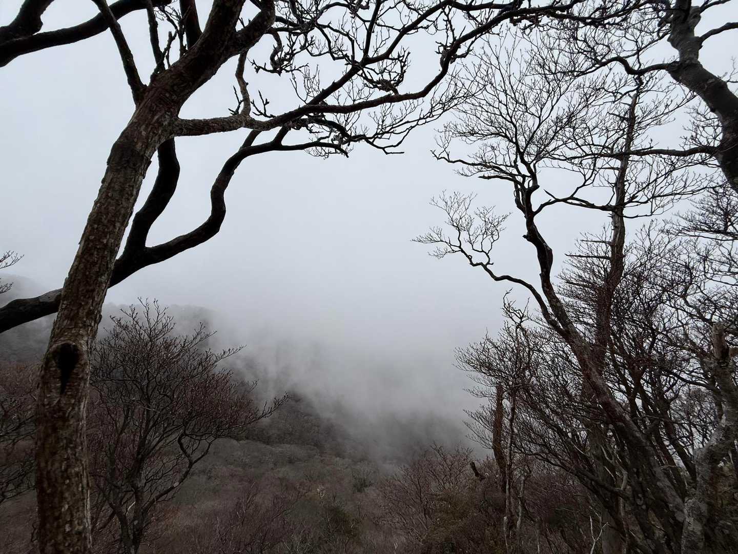 景色は見えません
これまでの百名山の中では、なんとなく荒島岳の時と似ている気がしました。色々な意味で
