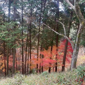 紅葉🍁残ってた
