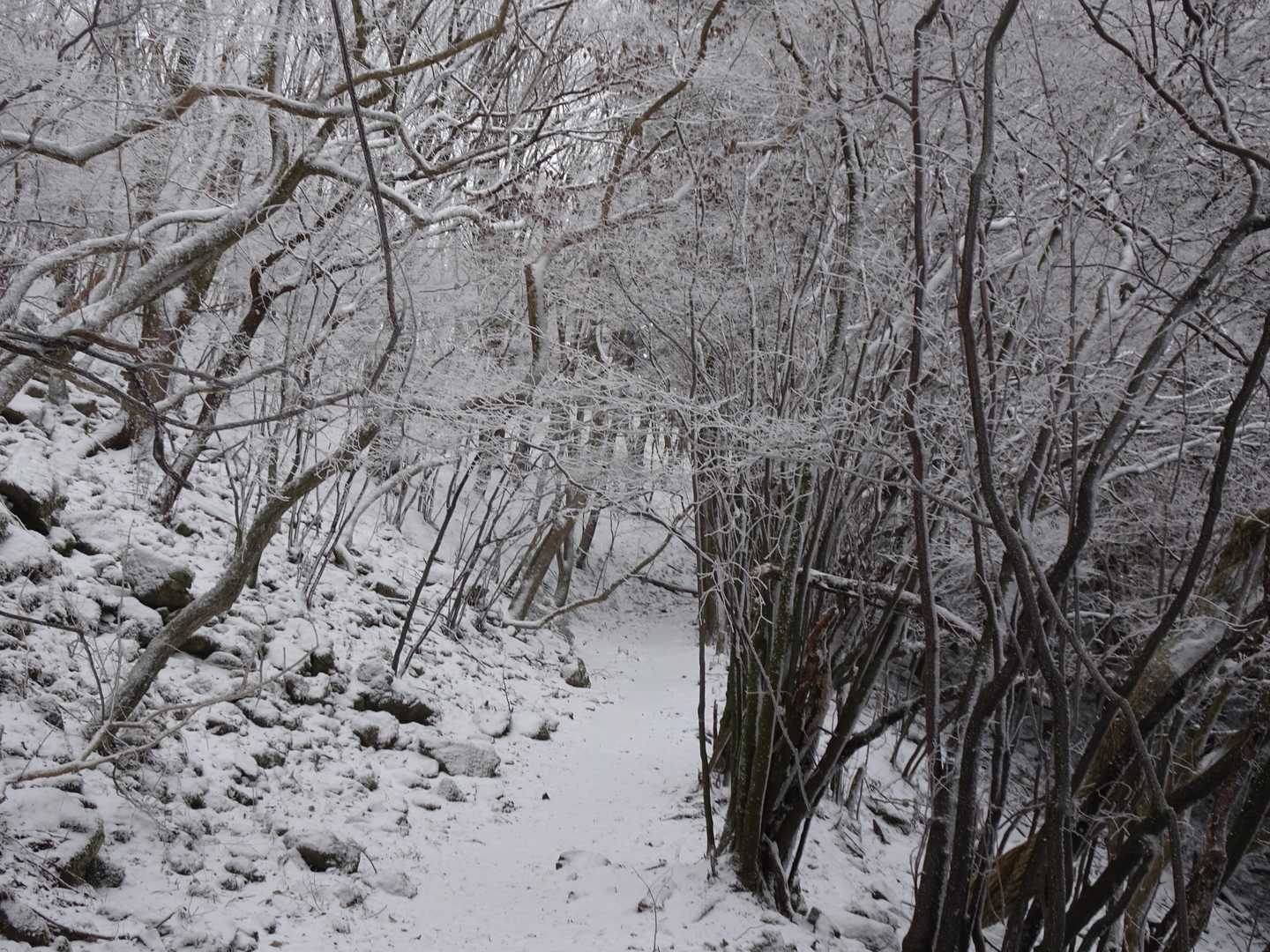 高見山登山口-高見峠-高見山 縦走コースの写真