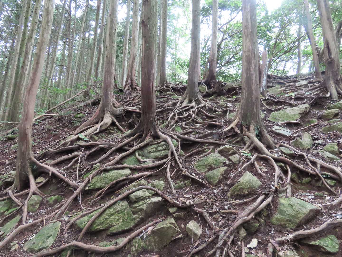 すごい根😊