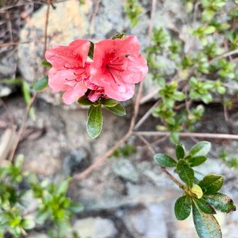 あら、山ツツジ🌺