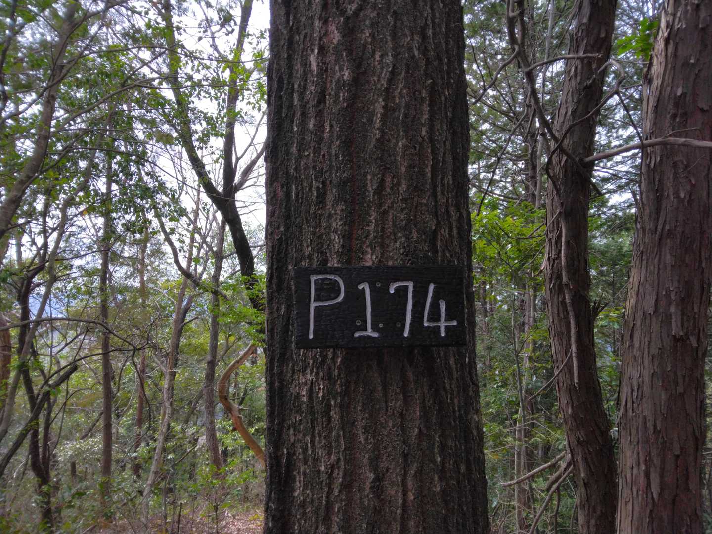 再び登って、未認定のP174

