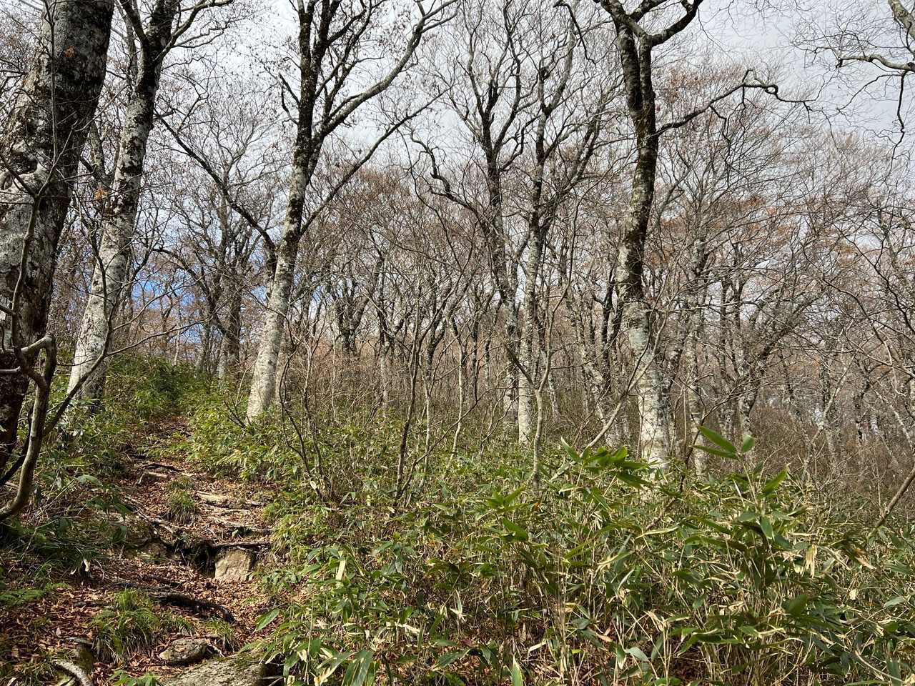 大東岳 往復コースの写真