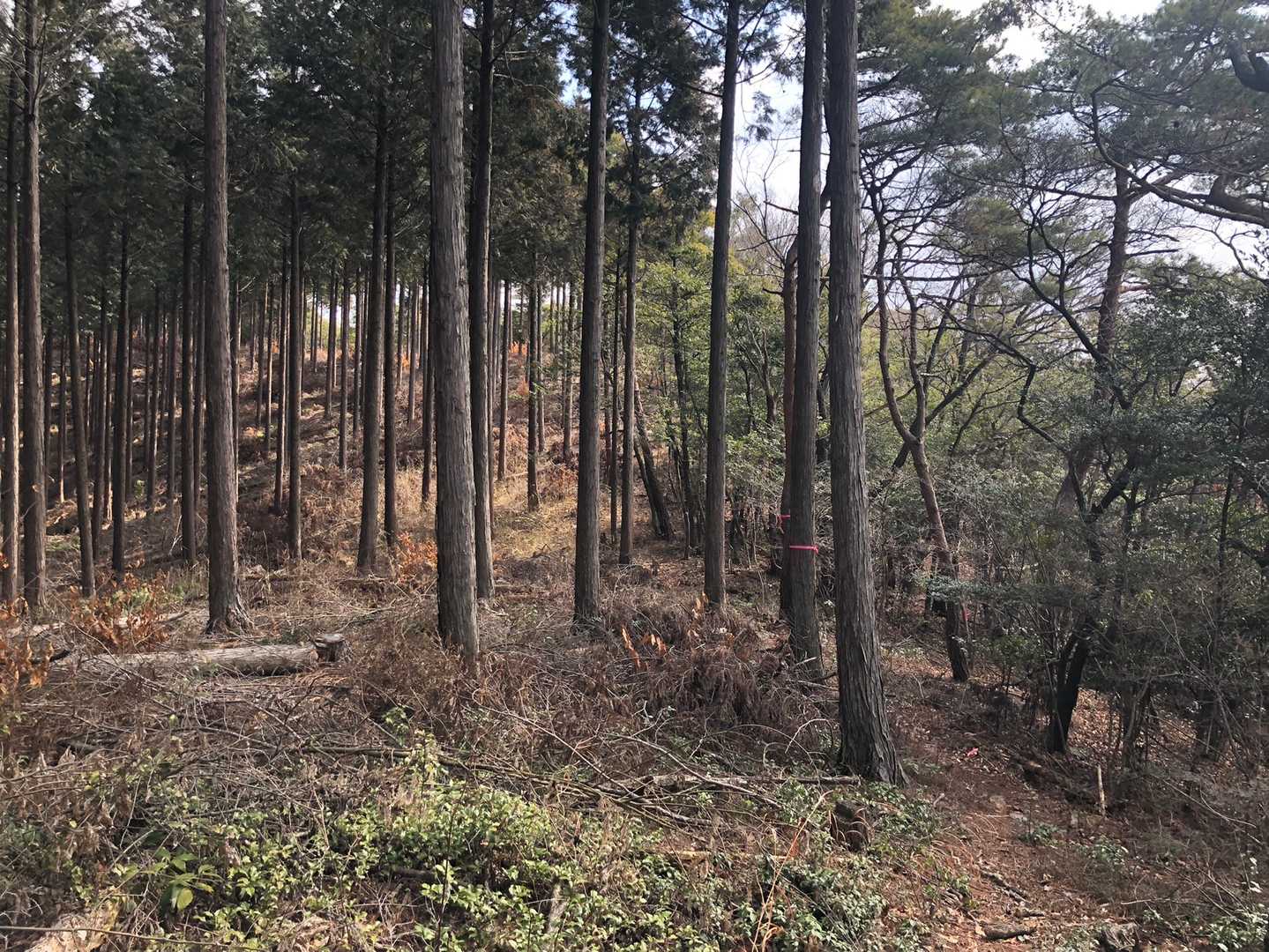 雨がパラパラ降ってきて
人にも会わない、
登山道はテープあるけど
枝が伸び放題で掻き分ける感じ。
なーんか心細い〜。
