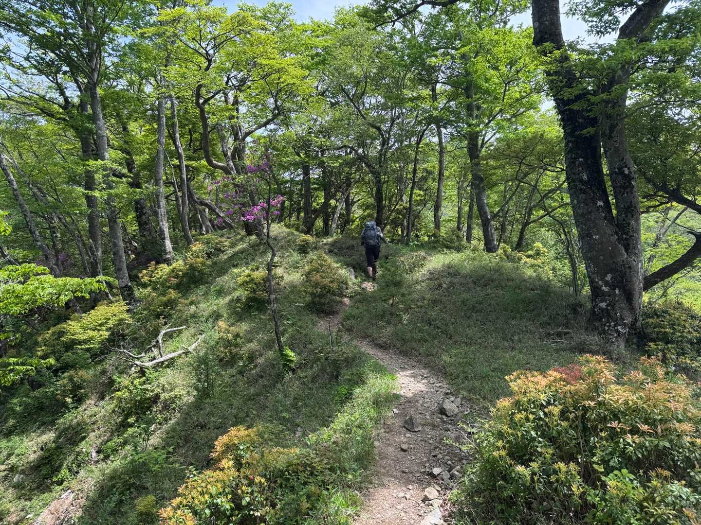 西丹沢バス停-檜洞丸-蛭ヶ岳-丹沢山-塔ノ岳-大倉バス停 縦走コースの写真