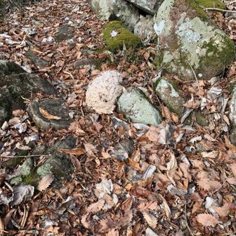 地面には蜂の巣落ちてます
これ蜂いた時期に来たら絶対刺されてた🐝😱