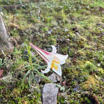 滝山でタカサゴユリを見つけました