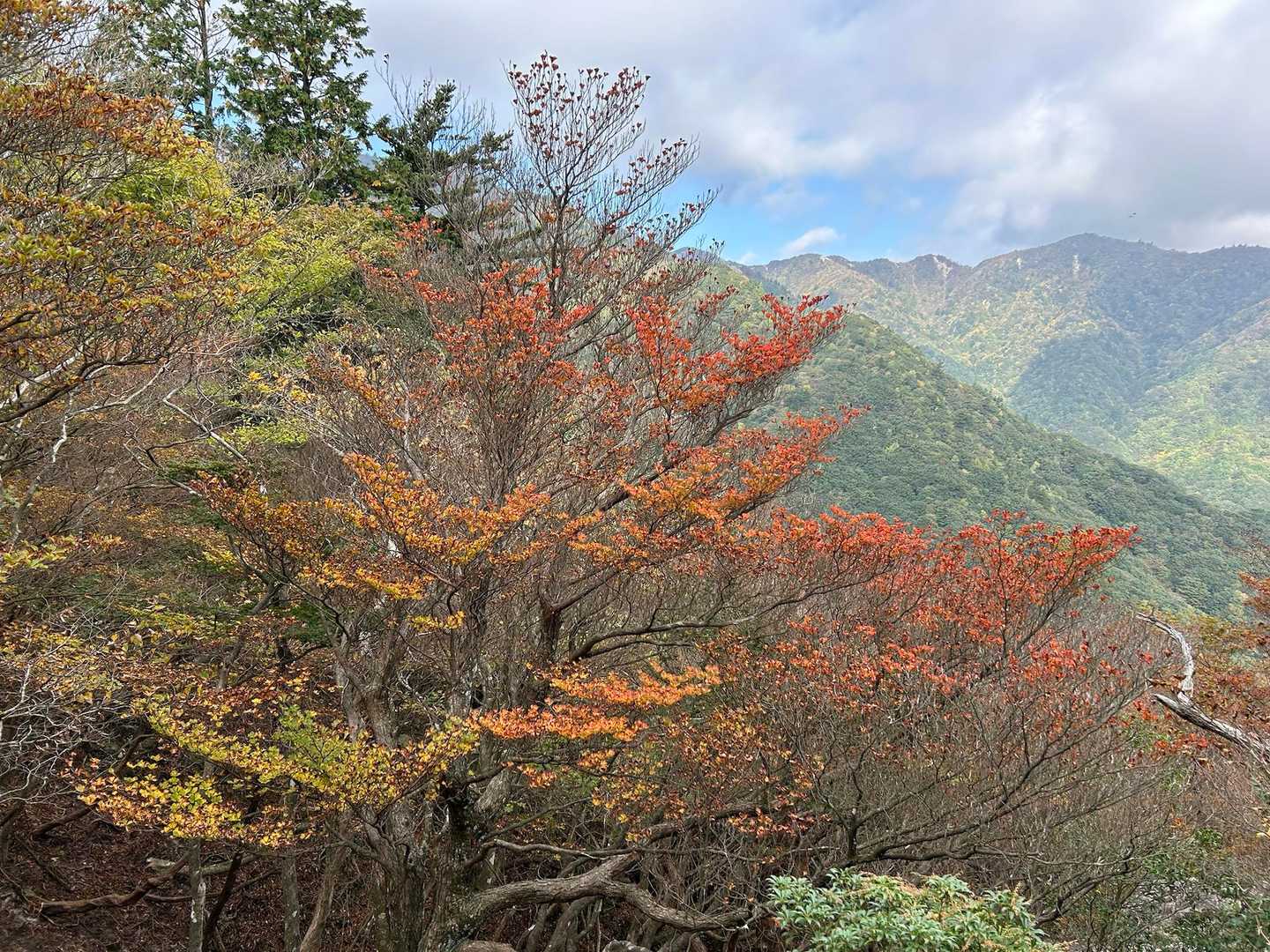 色づいた木々と青空と稜線⛰️✨