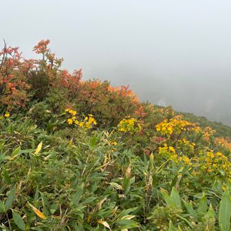 昨日より紅葉が進んだような…