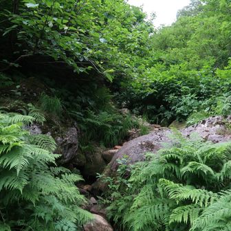 妙高山前の最後の分岐を超えて山頂へ向かう