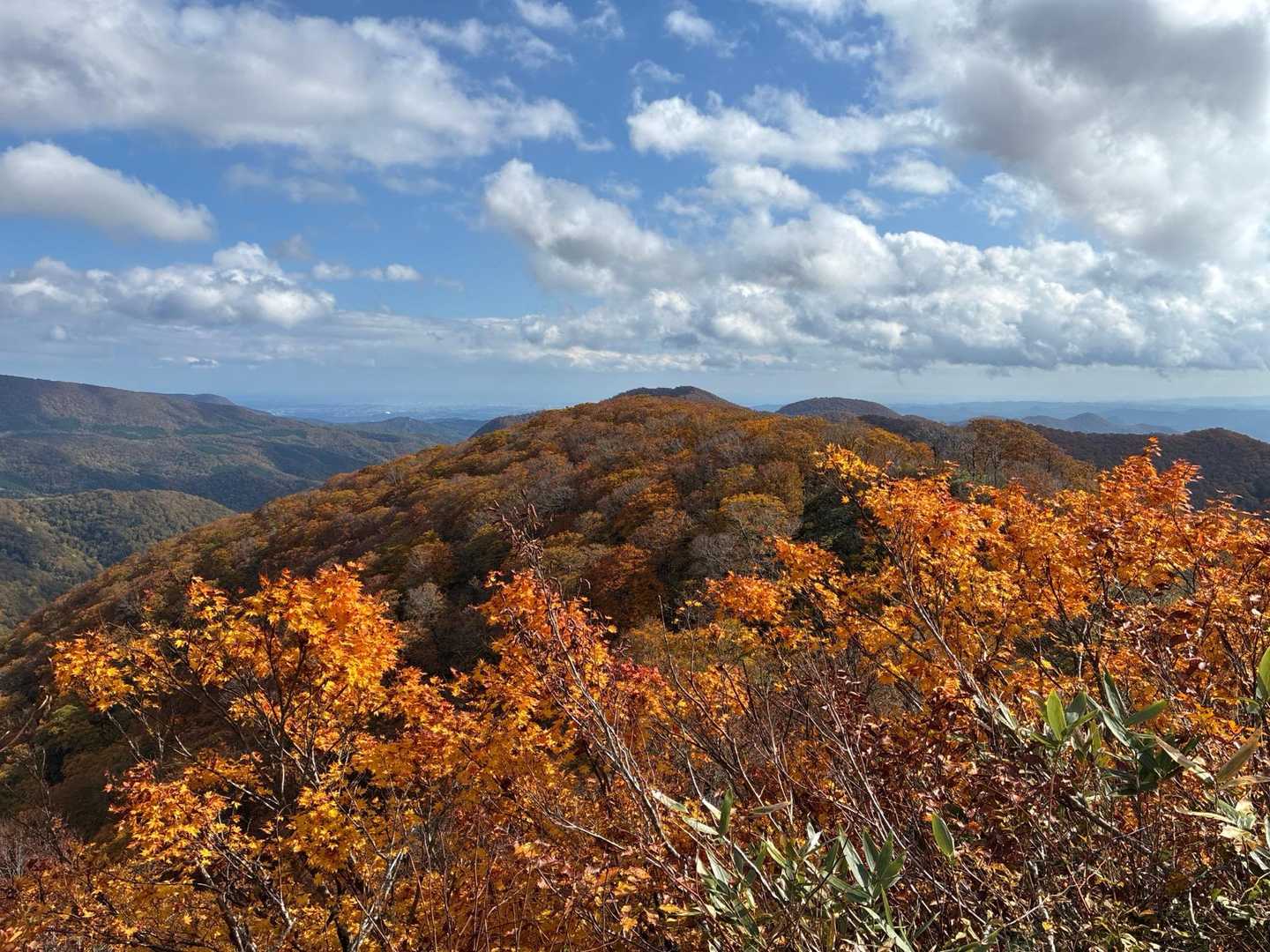 コブノ背-アオノ背-寒風山 往復コースの写真