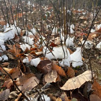 氷華だよ🤩❄️ビックリ‼️