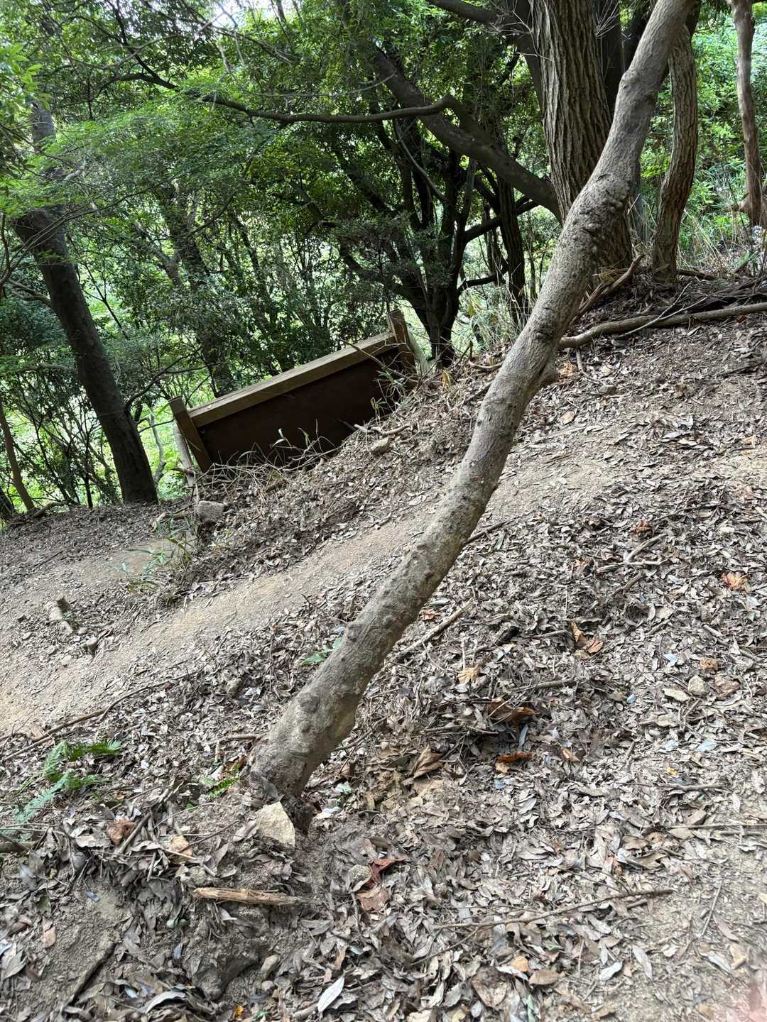 こちらの倒木😩前回歩いたときよりも倒れ込んでいて！暑さで下ばかり向いて歩いていたら…まさかのおでこに直撃😵‍💫💫