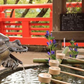 桔梗を見つめる🐉