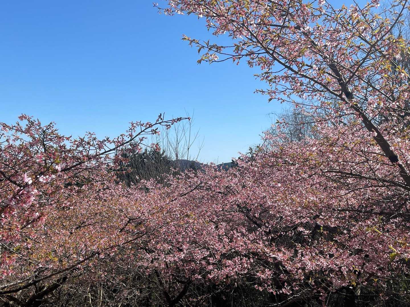 ここの桜は、背丈より少し高い位で横に広がっているので、とても見やすいのです🌸