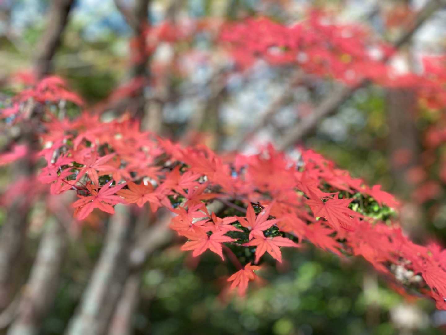 米田白山 周回コースの写真