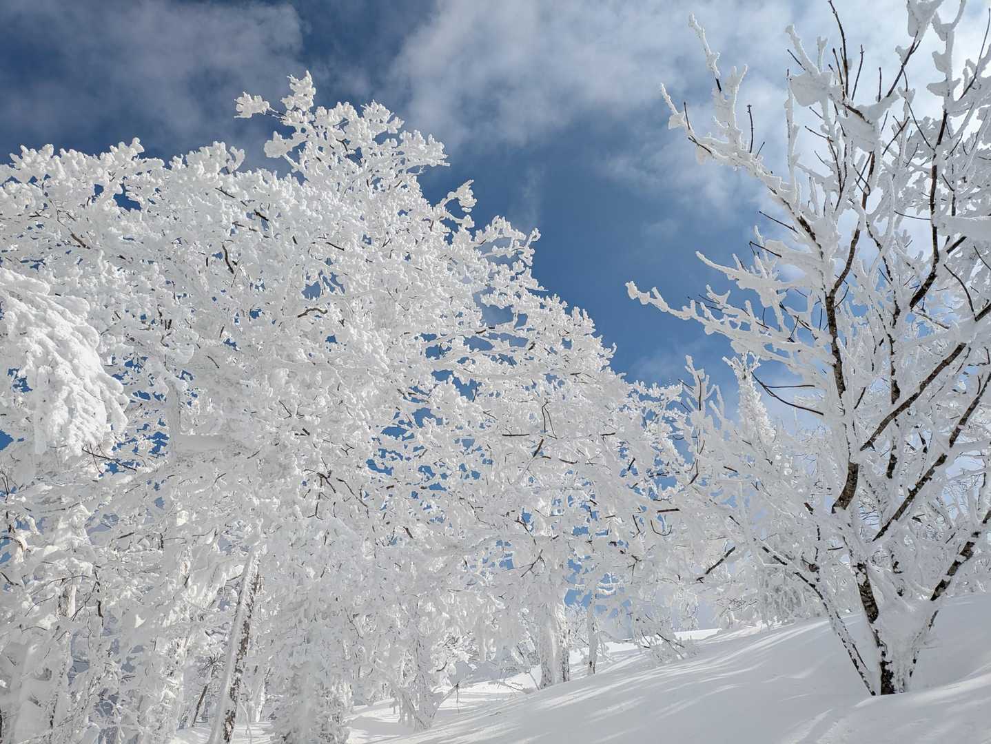 恐羅漢山 往復コースの写真