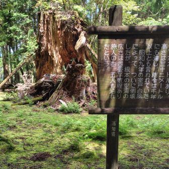 とりあえず宿屋杉を見学