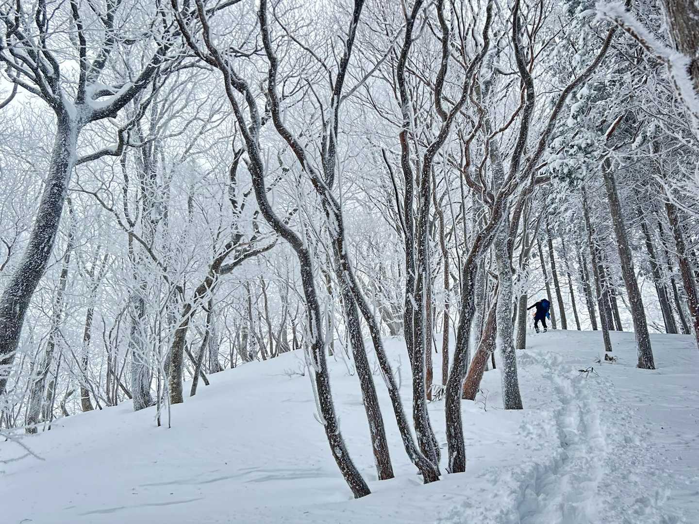 赤谷山 往復コースの写真