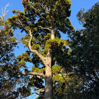 途中にある「ボタンスギの木」。
葉っぱの先が丸っこくて、不思議な木🌲